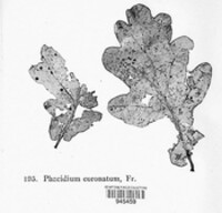 Phacidium coronatum image